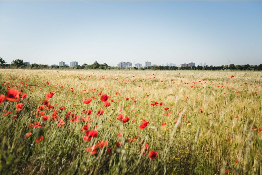 argenteuil-impressionniste-coquelicot